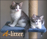 A-litter