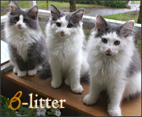 B-litter